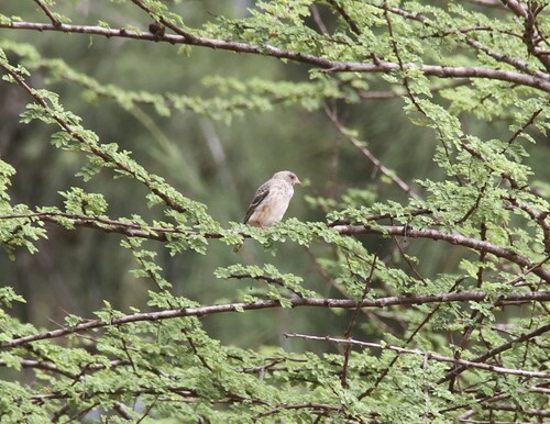 White-rumped Seedeater (Crithagra leucopygia), photo 4
