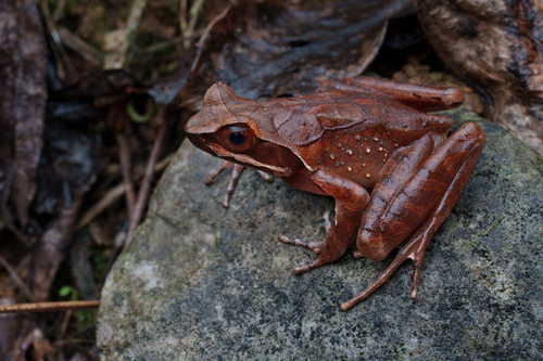 Maoson Horned Toad