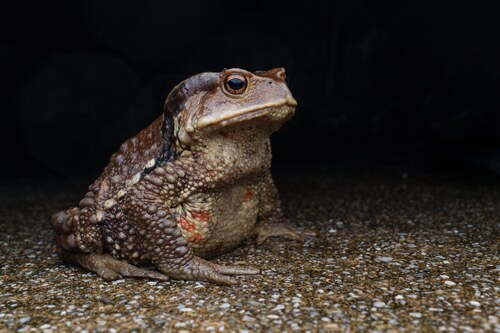 North Vietnam Toad