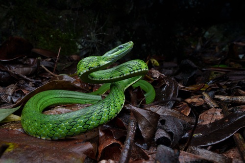 Blue-eyed Bush Rat Snake