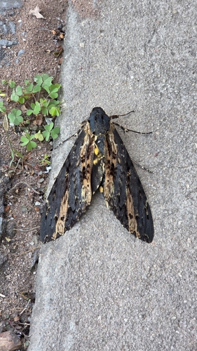 Neococytius cluentius