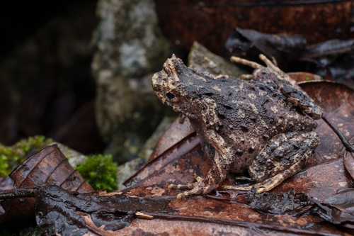 Rough-skinned Horned Toad