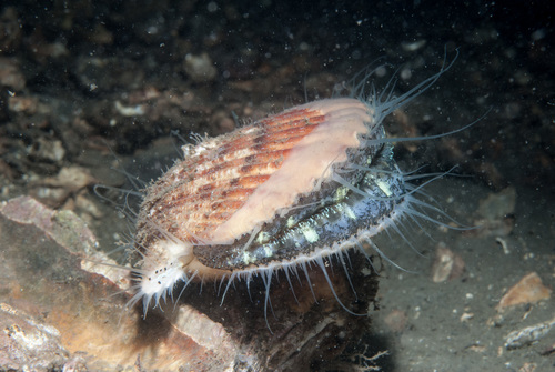 Aequipecten opercularis