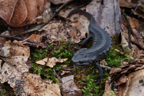Maolan Crocodile Newt