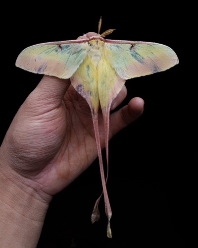 Chinese Moon Moth