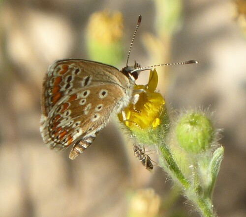 Southern Brown Argus