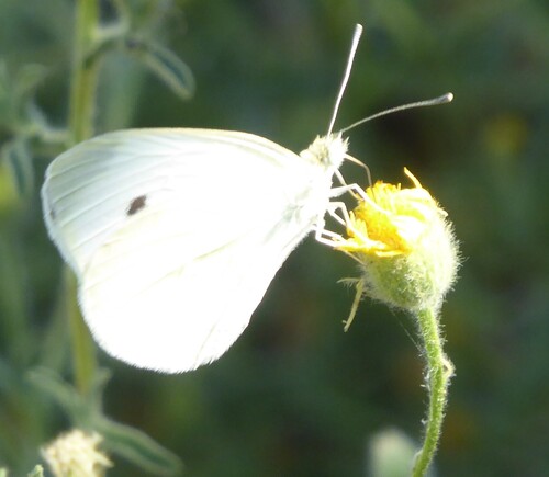 Small White