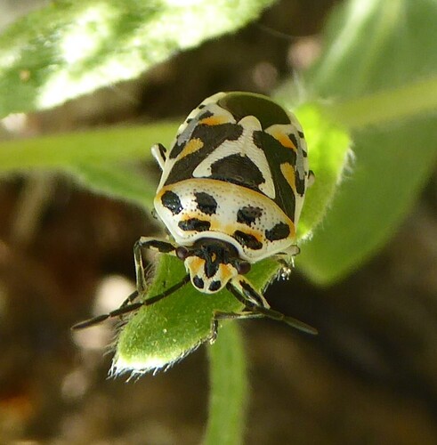 red cabbage bug