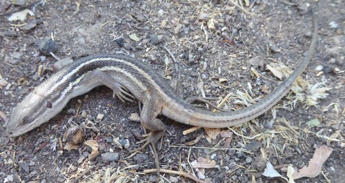Large Psammodromus