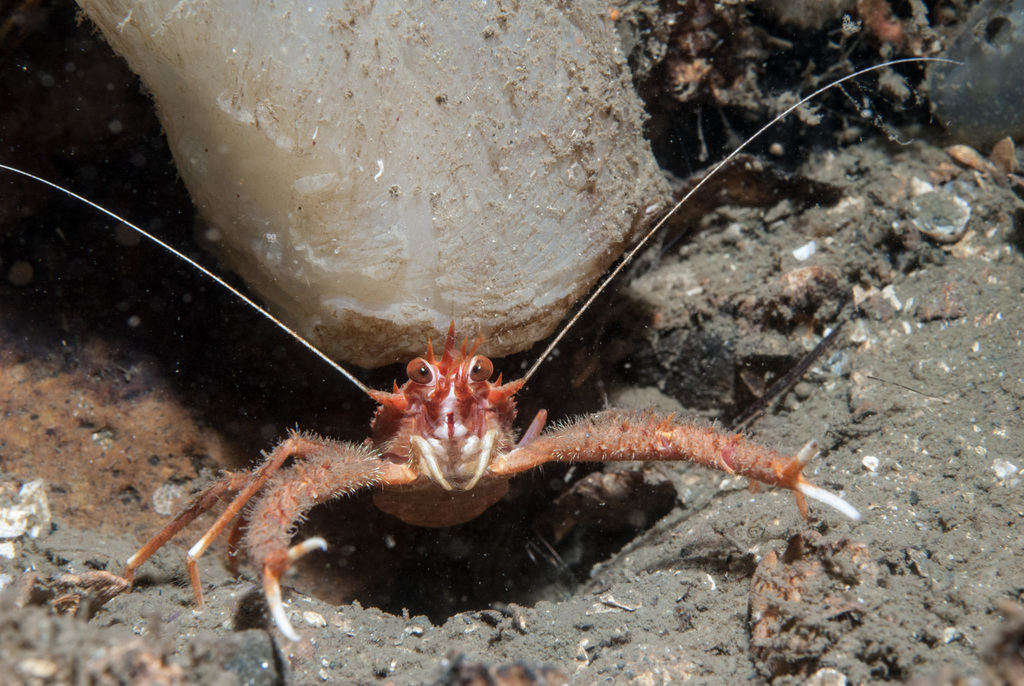 Rugose Squat Lobster