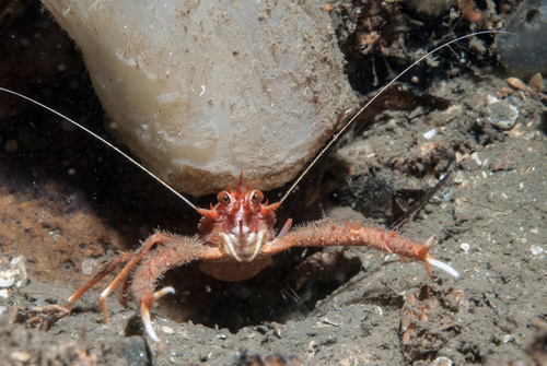 Munida rugosa