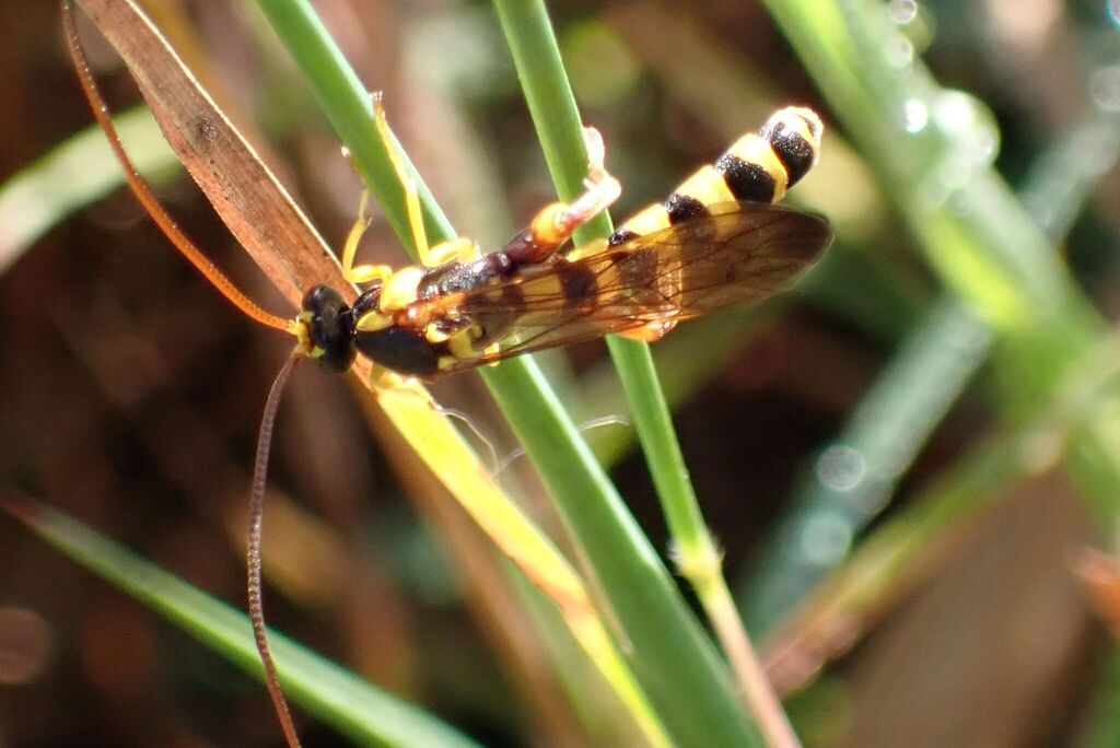 Metopius latibalteatus