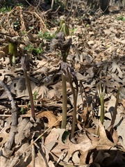 Caulophyllum thalictroides