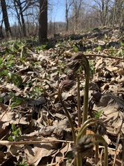 Caulophyllum thalictroides