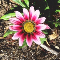 Gazania × splendens