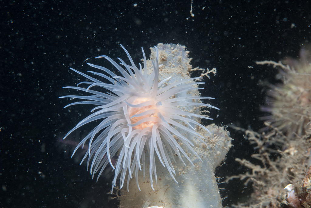 Sealoch Anemone