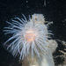 Sealoch Anemone - Photo (c) Bernard Picton, some rights reserved (CC BY), uploaded by Bernard Picton