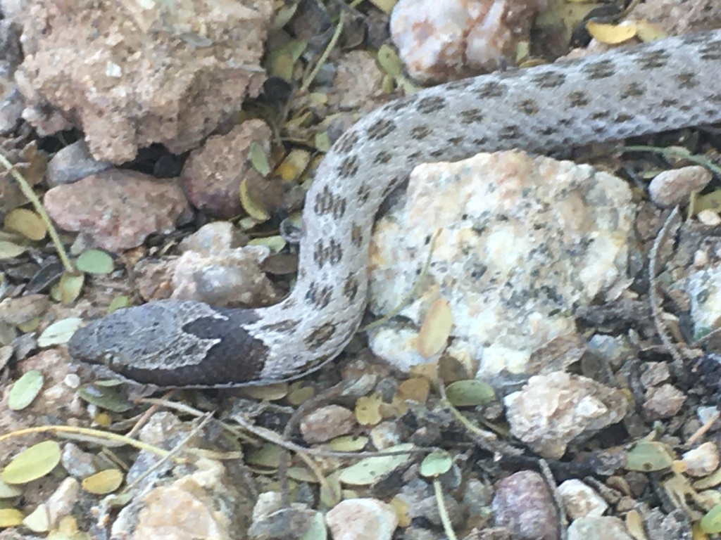 Culebra nocturna del desierto (Amphibians & Reptiles of Bahia de Kino ...