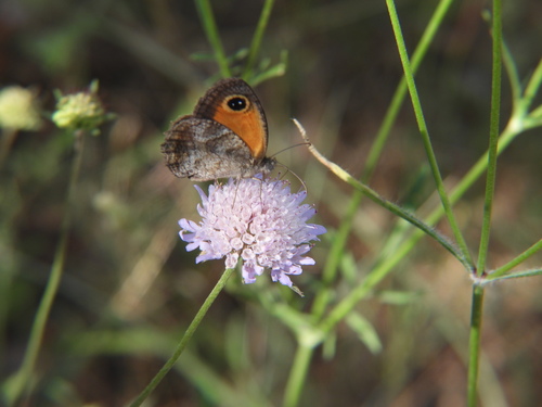 Southern Gatekeeper