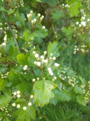 Crataegus