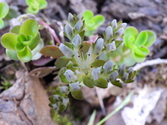 Sedum ternatum
