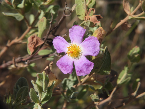 Grey-leaved Cistus