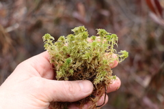 Sphagnum angustifolium
