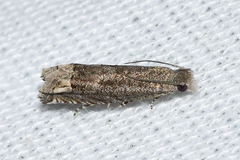 Epiblema minutana