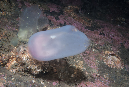 Ascidia virginea