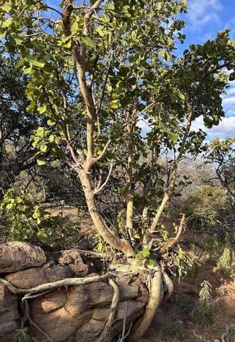 Small-leaved rock fig