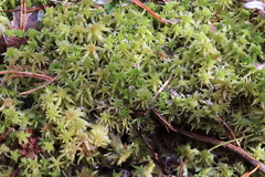 Sphagnum angustifolium