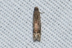 Epiblema minutana