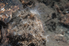 Epizoanthus couchii image