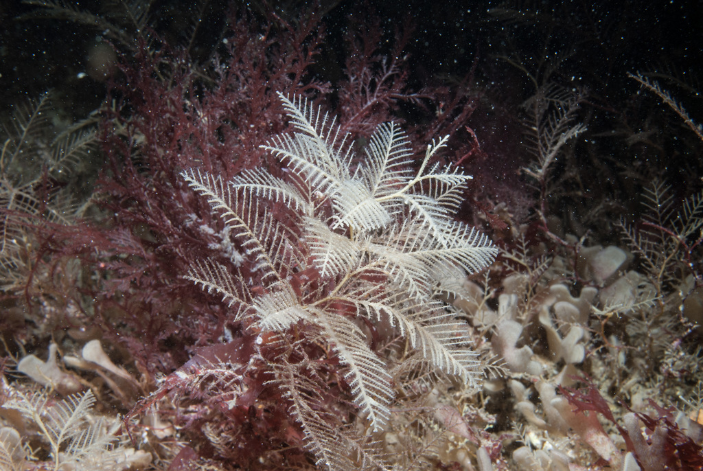 sickle hydroid
