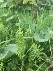 Equisetum arvense
