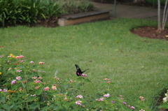 Heraclides anchisiades capys