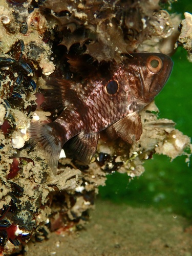 Blackfinned cardinalfish (Apogonichthyoides nigripinnis) — Apogonidae — 2