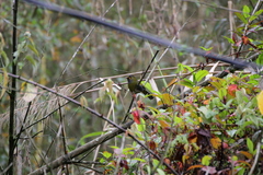 Liocichla steerii