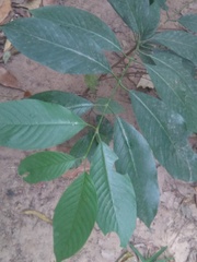 Rhamnidium elaeocarpum