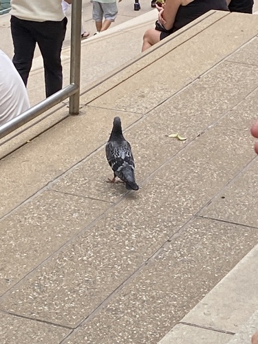 Rock Pigeon