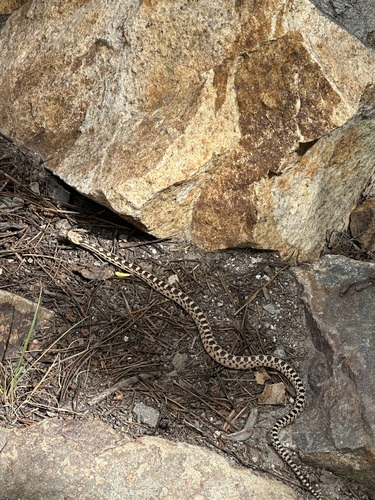 iNaturalist observation photo of Gopher Snake