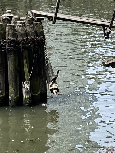 Double-crested Cormorant