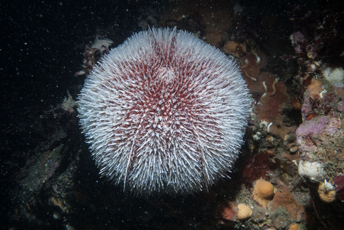 Echinus esculentus
