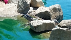 Nycticorax nycticorax