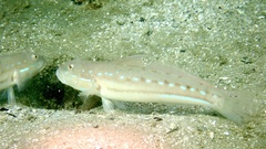 Gulf Goby photo 4