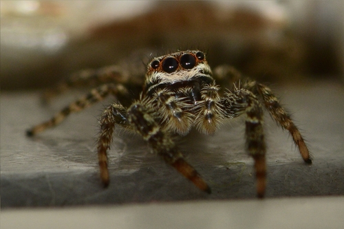 Fencepost jumping spider
