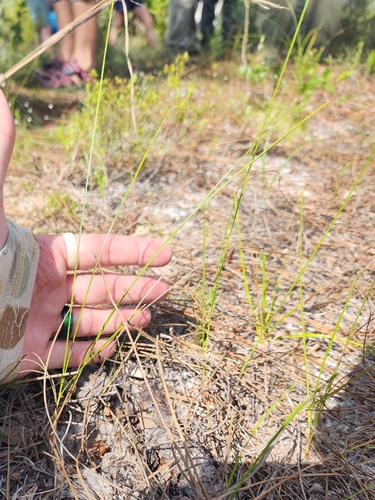 Scleria ciliata, 2026-06-27