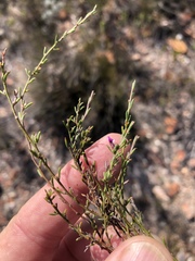 Muraltia dispersa