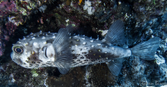 Cyclichthys spilostylus