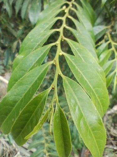 Foto de Guaçatonga